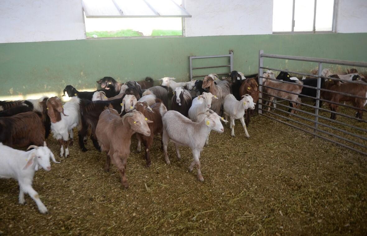 Keçi sütünde Kovid-19’a karşı etkili protein keşfedildi