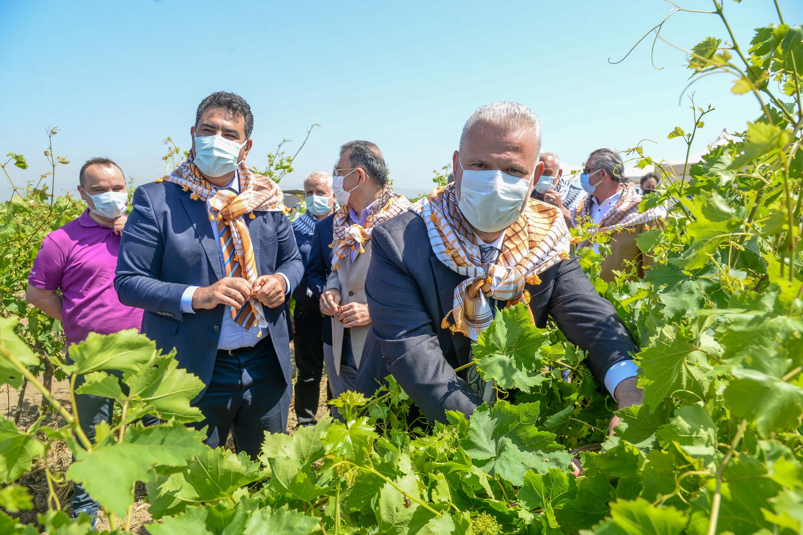 Menemen’de salkım güvesine karşı biyoteknik mücadele 2 DSC 2541 scaled
