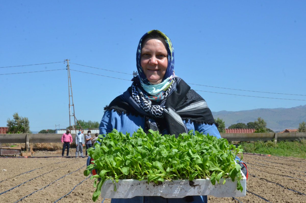 "Aynısefa" bitkisi üretimi Menemenli kadınlarla başladı 2 E1BFLF XIAMuo d