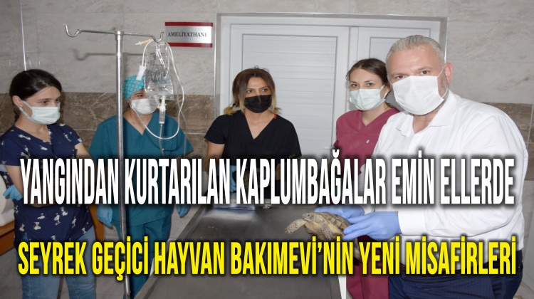 YANGINDAN KURTARILAN KAPLUMBAĞALAR EMİN ELLERDE