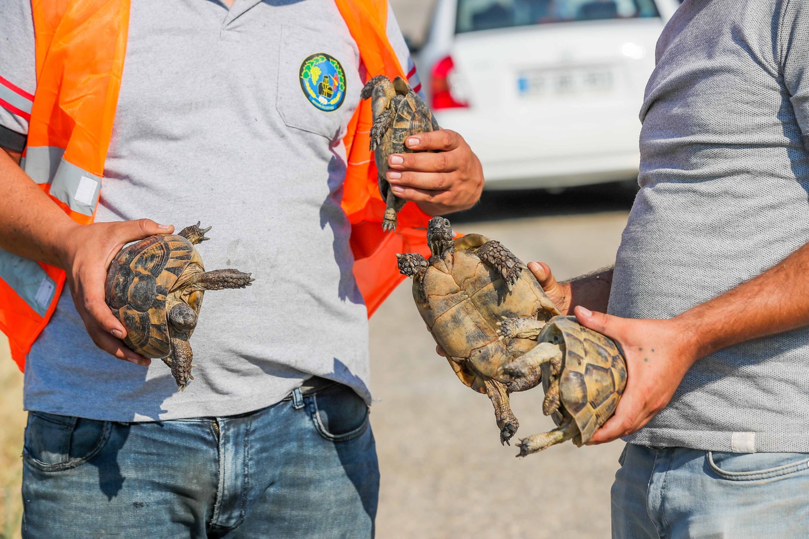 YANGINDAN KURTARILAN KAPLUMBAĞALAR EMİN ELLERDE 1 kaplumbaga 4