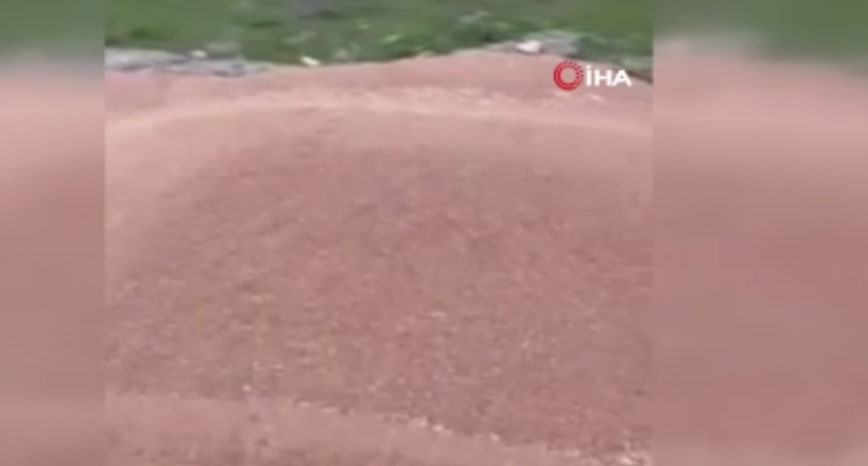 50 ton buğday boş araziye döküldü! Bakanlık harekete geçti 1 50 ton bugday bos araziye dokuldu bakanlik harekete gecti