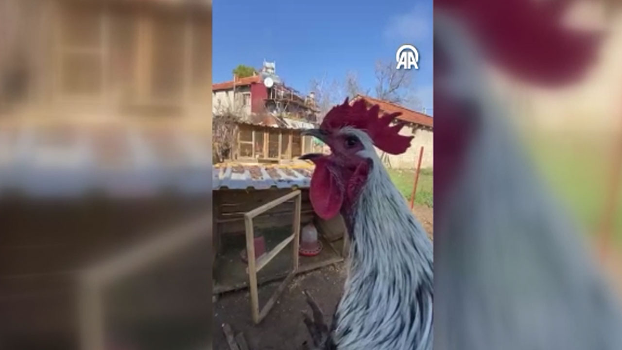 Sosyal medya bu horozu konuşuyor! Öterken bayılıyor